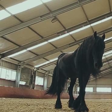 Shiva & Mr. Busta feat. Giajjenno & Karola - Fekete ló